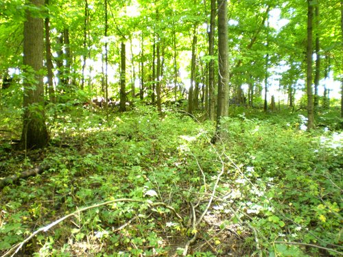 Property photo 19 - 75+/- Acres in 9 Tracts